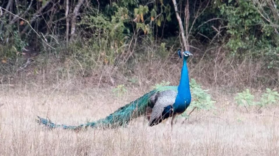 Anuradhapura: Wilpattu National Park Day Trip With Entrance - Included Services