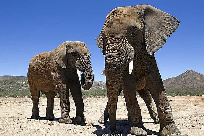 Aquila Day Safari - With Transport - Accessibility and Participation Guidelines