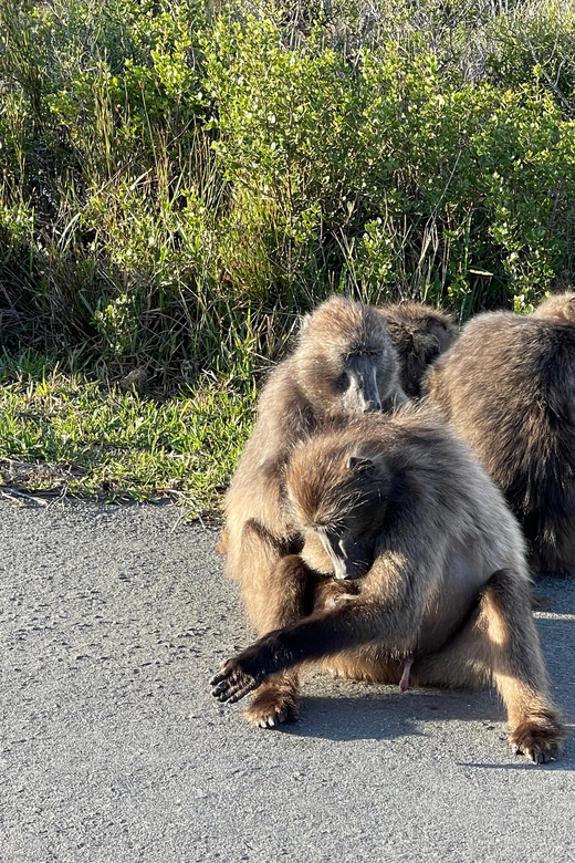 Aquila Safari Game Reserve Group Tour Full Day - Preparing for Your Adventure