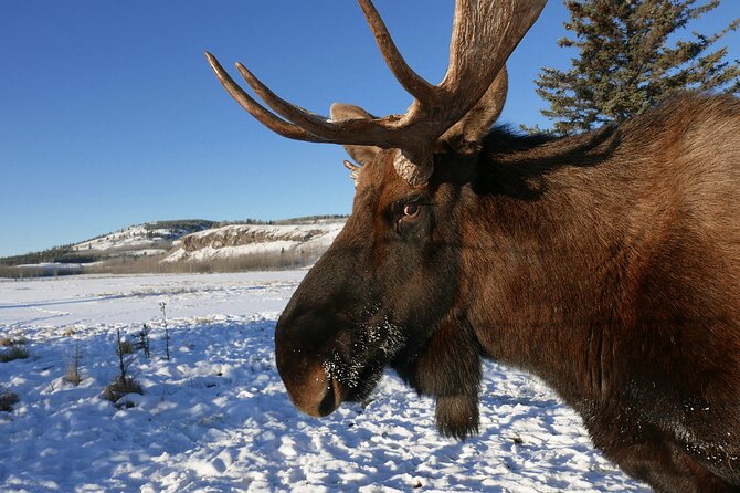 Arctic Day: Yukon Wildlife Half Day Viewing Tour - Booking Information