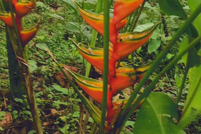 Arenal Volcano Pineapple & Sloth Hiking+ Coffee- Chocolate Tour - Indulging in Chocolate Delights