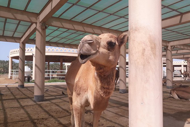 Bahrain City Tour-Private Tour - Booking and Pricing Details