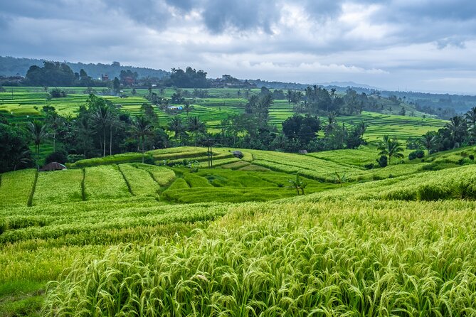 Bali Classic Volkswagen Safari - Jatiluwih and Tanah Lot Tour - Traveler Experiences