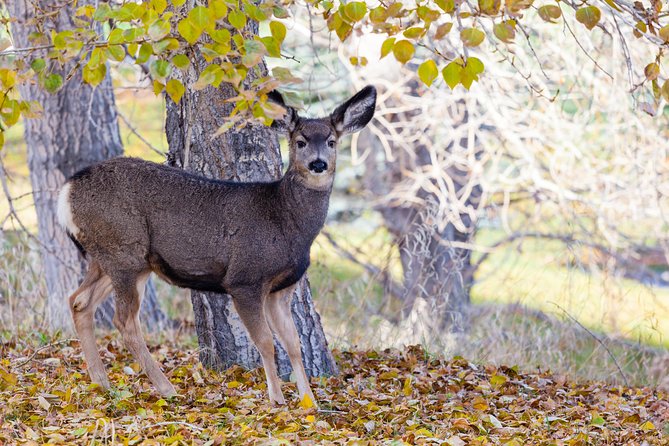 Banff Wildlife | Big Canoe Tour - Inclusions and Exclusions of the Tour