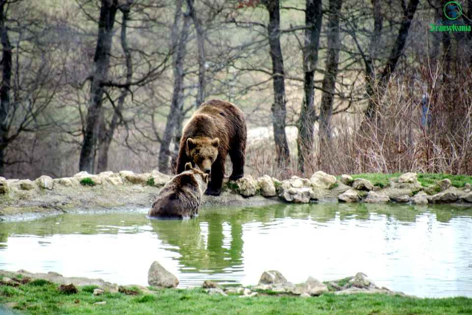 Bear Sanctuary & Bran Castle & Airport OTP From Brasov - Tour Itinerary and Duration