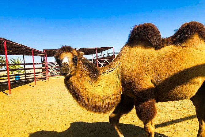 Bedouin Adventure: Dromedaries in the Desert - Exploring the Bedouin Culture