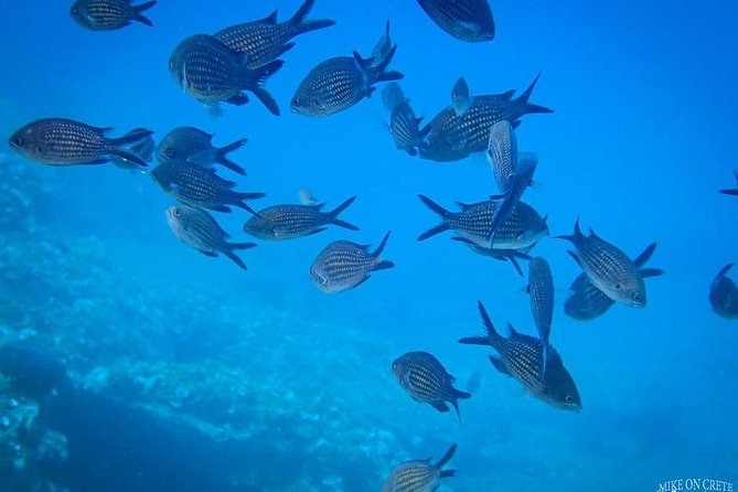 Beginner Diving Experience in Ligaria Bay - Underwater Ecosystems Exploration