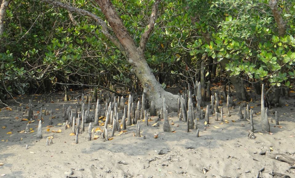 Bentota Beach, River Mangroves Lagoon, Wildlife Tour - Cultural Highlights