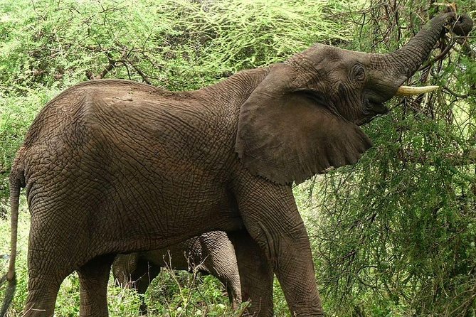 Best 3 Days Tanzania Shared Safari Tarangire Ngorororo Manyara - Logistics and Accessibility