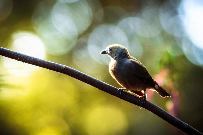 Best Birdwatching Tour in La Fortuna: Explore Ecocentro Danaus - Private Transportation and Amenities