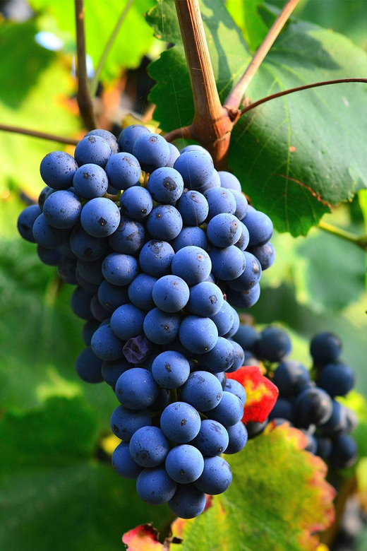 Béziers: Explore the Faugères Vineyards With a Picnic - Important Information