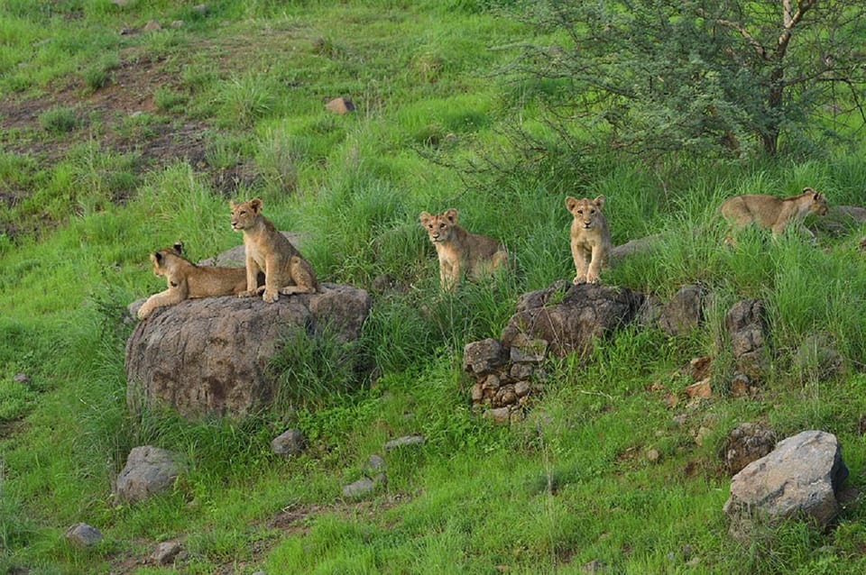 Bhuj, Dwarka, Somnath, and Gir National Park Tour 8D/7N - Exploring Somnath