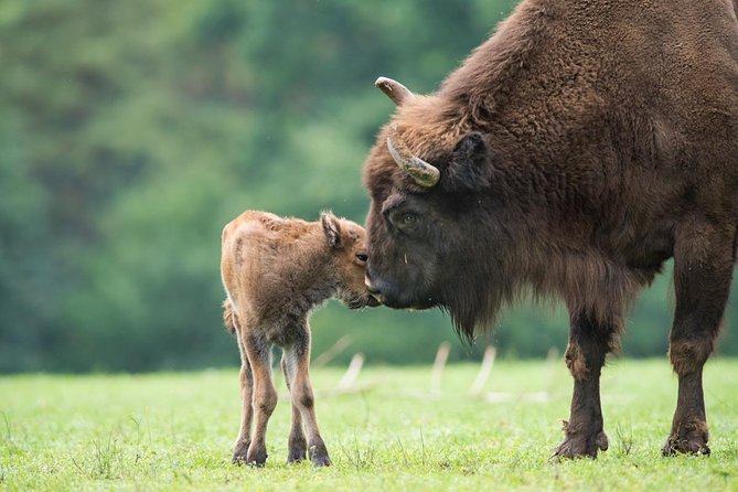 Bialowieza National Park Small Group Tour From Warsaw With Lunch Included - Inclusions and Exclusions
