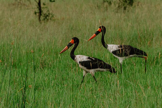 Big 5 Safari Day Trip - Inclusions and Amenities