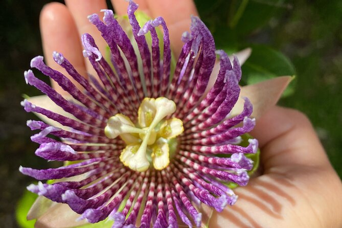 Big Island Farms Tour in Hawaii - Pricing and Booking Options