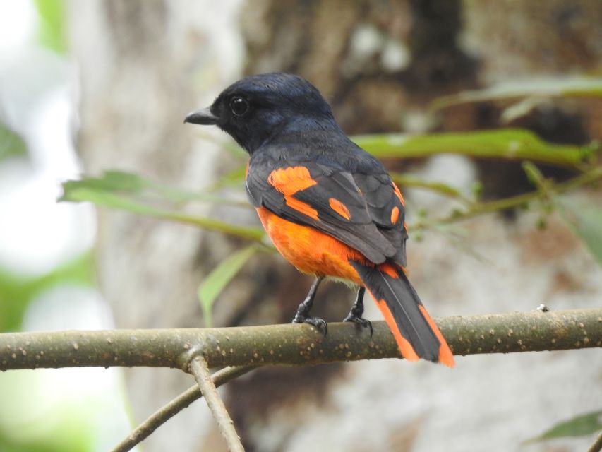 Bird Watching Day Tour - Pick up and Drop From the Hotel - What to Bring