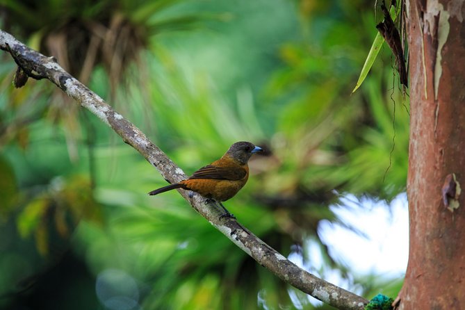 Bird Watching Tour Arenal Mundo Aventura - Inclusions and Exclusions
