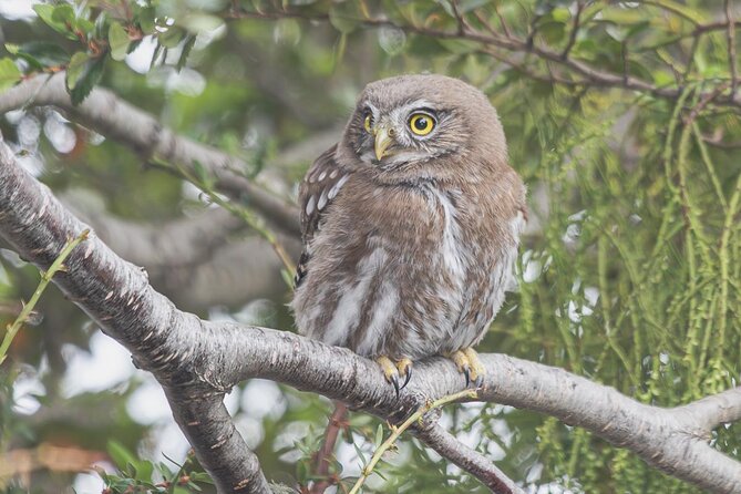 Birding in Tierra Del Fuego National Park - Bird Watching Opportunities