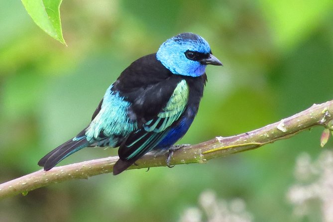 Birding & Nature to Chicaque Cloud Forest Nature Reserve - Guide Expertise and Customization