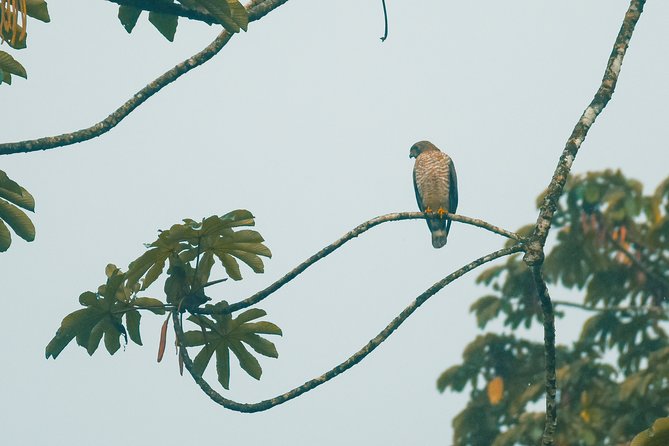Birdwatching by the Lake Arenal - Booking Information