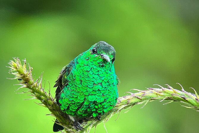 Birdwatching Half-Day Tour Between Clouds and Forest in Monteverde - Tour Inclusions and Logistics