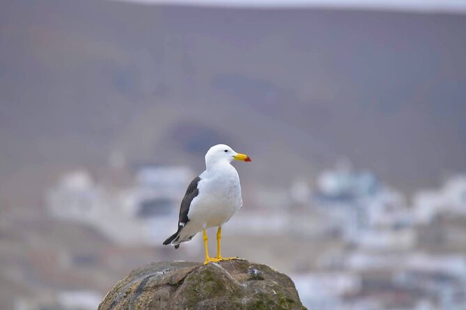 Birdwatching & Landscaping Tour in Lima - Exploring Limas Landscapes