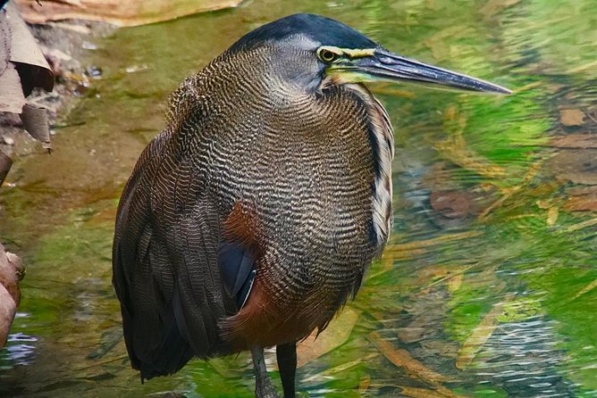 Birdwatching Manuel Antonio/ El Rey. (Marshes,Rice Fields,Canals) Group Tour - Tour Conditions