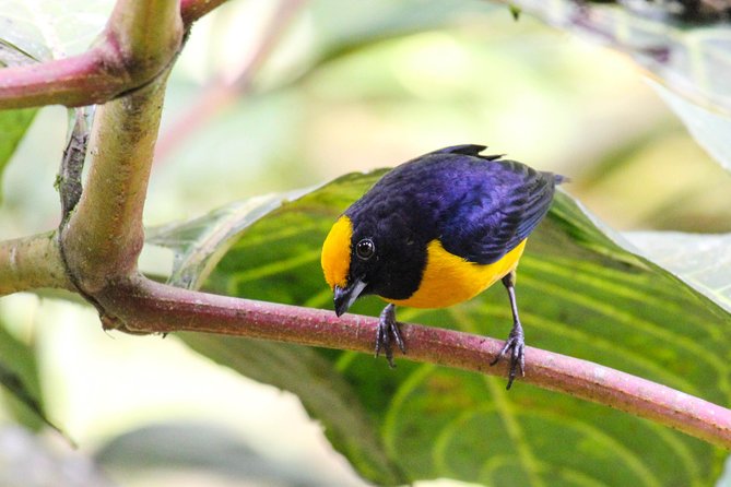 Birdwatching Tour Cajas Park and Tamarindo Tropical Forest Area From Cuenca - Itinerary and Inclusions