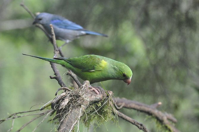 Birdwatching Tour to Tijuca National Park With Pica-Pau Tours - Private Tour and Personalized Experience
