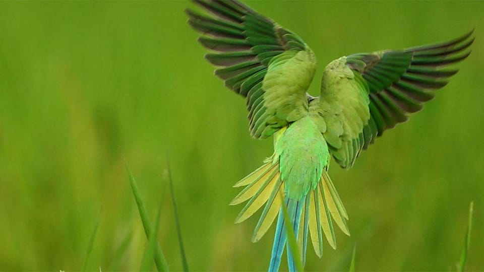 Birdwatching Walk in Thalangama Wetland From Colombo - Possible Wildlife Sightings