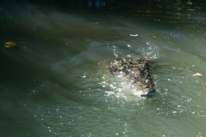 Black River Safari and YS Falls Tour With Lunch - Important Considerations