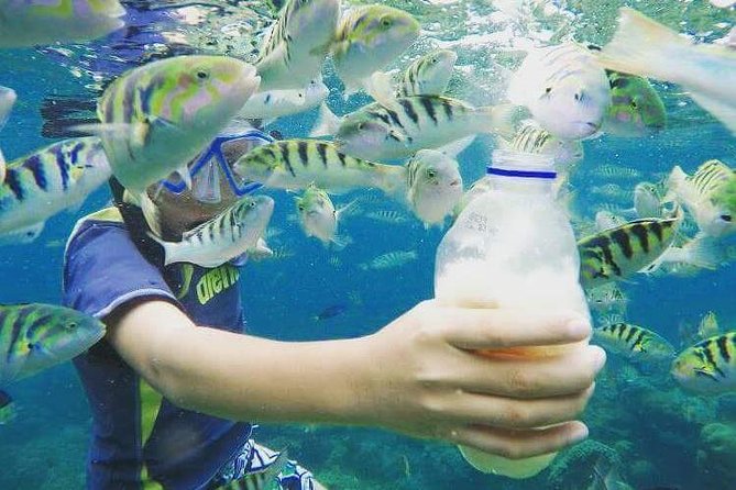 Blue Lagoon & Tanjung Jepun Snorkeling Private Tour - Marine Life You Might See