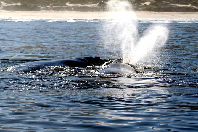 Boat Based Whale Watching From Hermanus - Booking and Confirmation Process