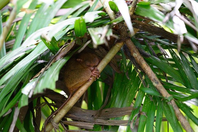 Bohol Chocolate Hills & Tarsiers With Roundtrip Ferry From Cebu - Customer Experiences and Feedback