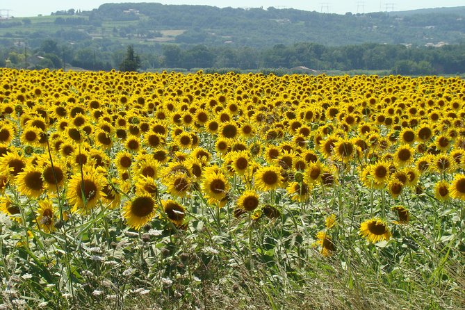 Bordeaux to Dordogne - Private Tour: Fortified Castles and Medieval Villages - Traveler Photos
