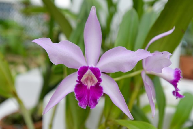 Botanical Garden and Parque Lage Private Tour With a Photographer - Booking and Cancellation
