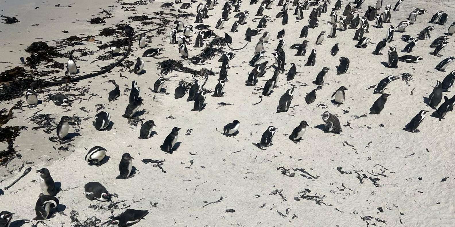 Boulders Beach Penguins and Wine Tasting Full-Day Tour - Optional Activities