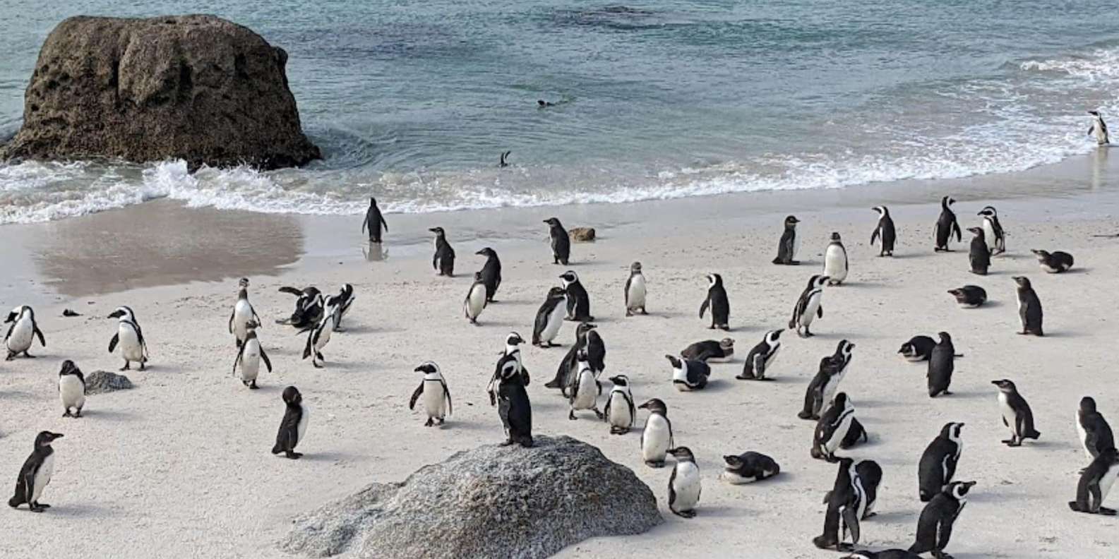 Boulders Beach Penguins and Wine Tasting Full-Day Tour - Lunch Options