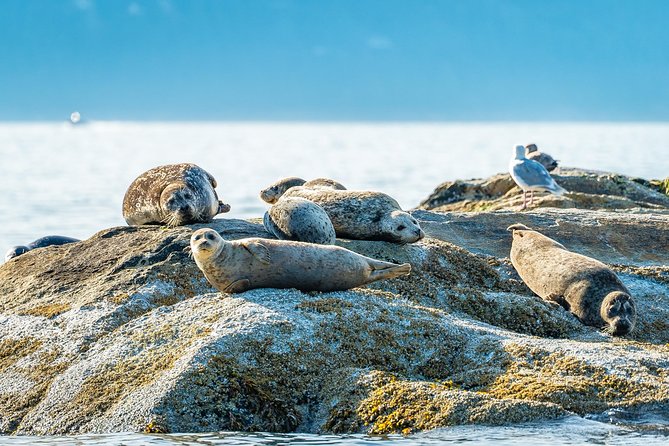 Bowen Island Dinner and Zodiac Boat Tour by Vancouver Water Adventures - Scenic Sightseeing