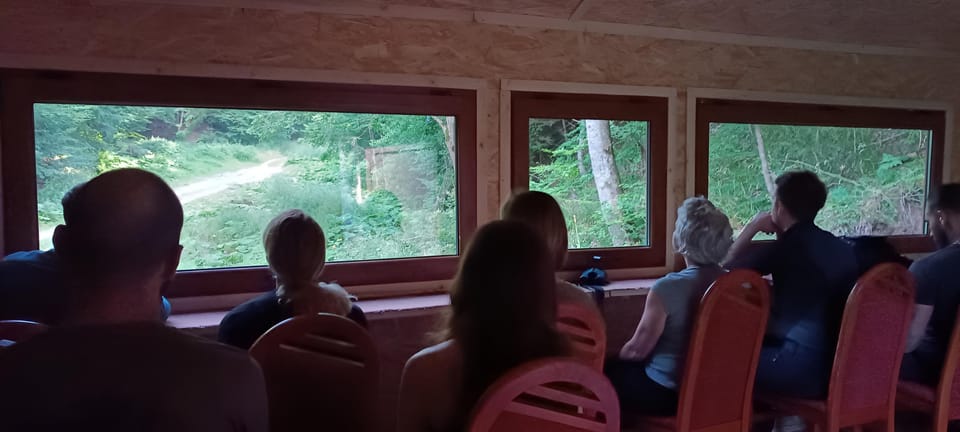 Brașov: 4-Hour Bear Watching Tour in Carpathian Mountains - Inclusions and Exclusions