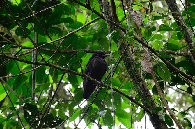 Braulio Carrillo Bird Watching Full Day Pass - Guided Birding Experience