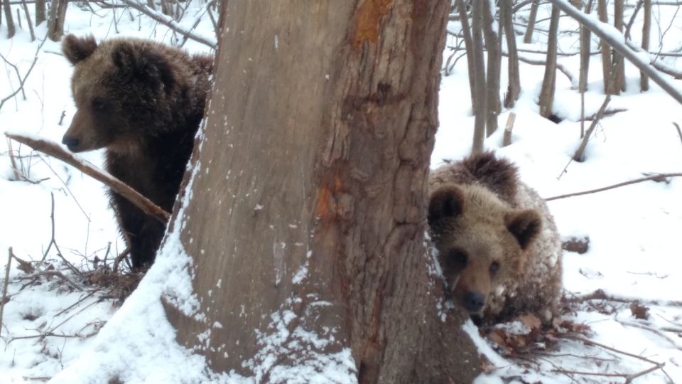 Brown Bear Sanctuary, Bran Castle & Rasnov Fortress Day Tour - Exploring Rasnov Fortress