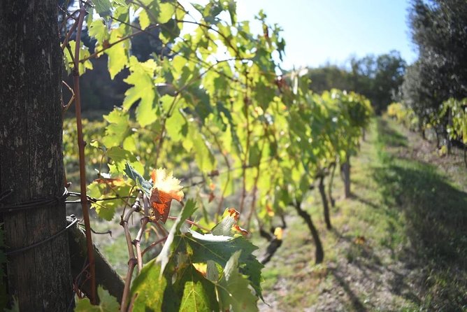 Brunello Vineyards Bus Tour - Convenience and Accessibility
