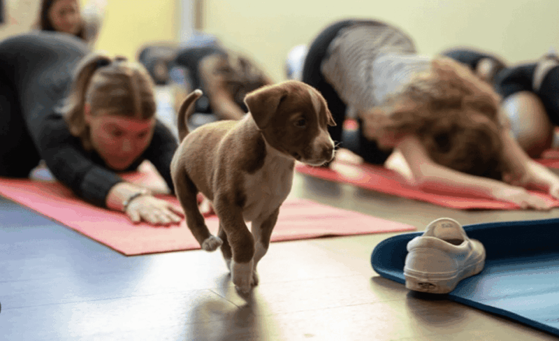 Budapest: Puppy Yoga Class - What to Bring