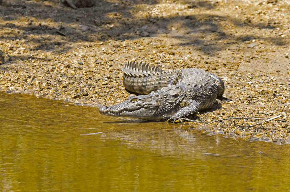 Budget Safari to Wilpaththu National Park From Anuradhapura - Highlights of the Safari