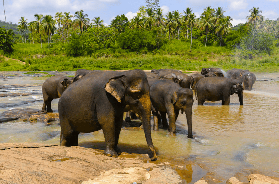 Budget Safari to Wilpaththu National Park From Colombo - Wildlife and Park Features