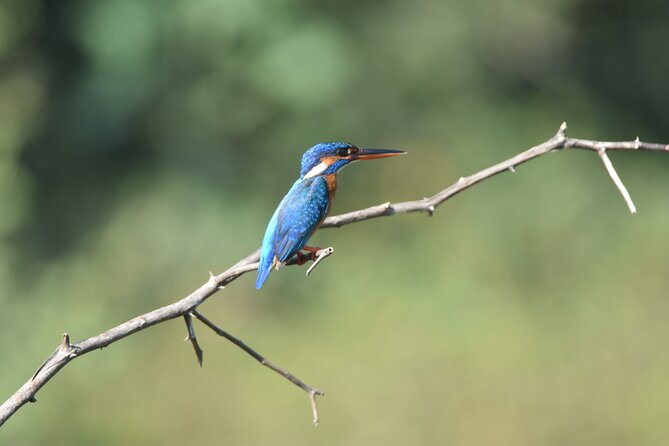 Bundala Birding Paradise - All Inclusive Tour - Vehicle and Guide Experience