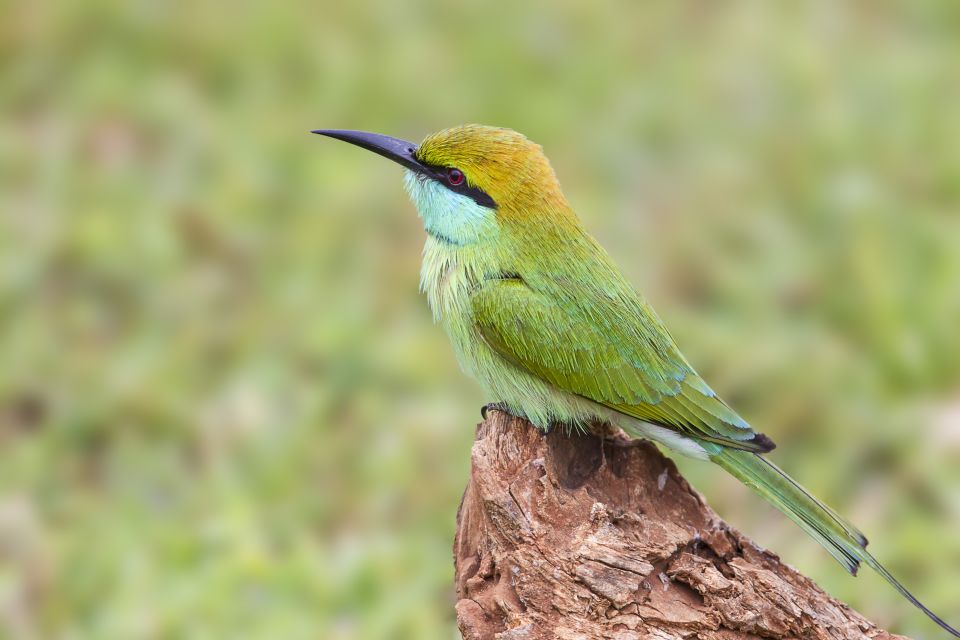 Bundala National Park Safari - Birding Paradise Tour - Natural Features and Ecosystem