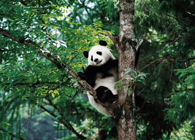 By Bullet Train From Chongqing to Chengdu Panda City Tour - Important Tour Information