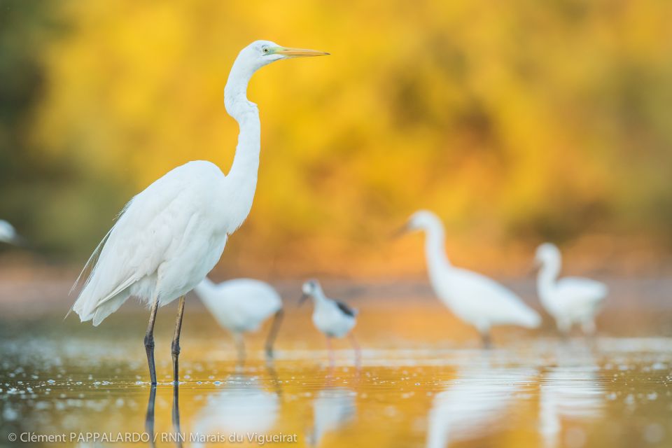 Camargue: Discovery of Nature at the Vigueirat Marshes - Frequently Asked Questions